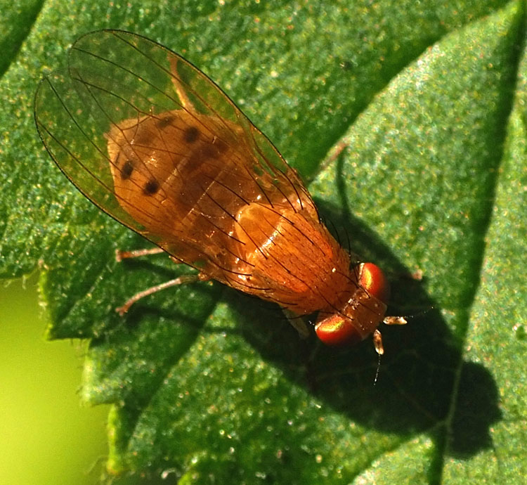 Sechspunkt-Faulfliege, Sapromyza sexpunctata